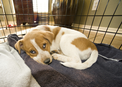 Sam the cute little puppy laying in a cage